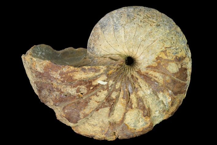 Paleocene Nautilus (Hercoglossa?) Fossil - Alabama #156452